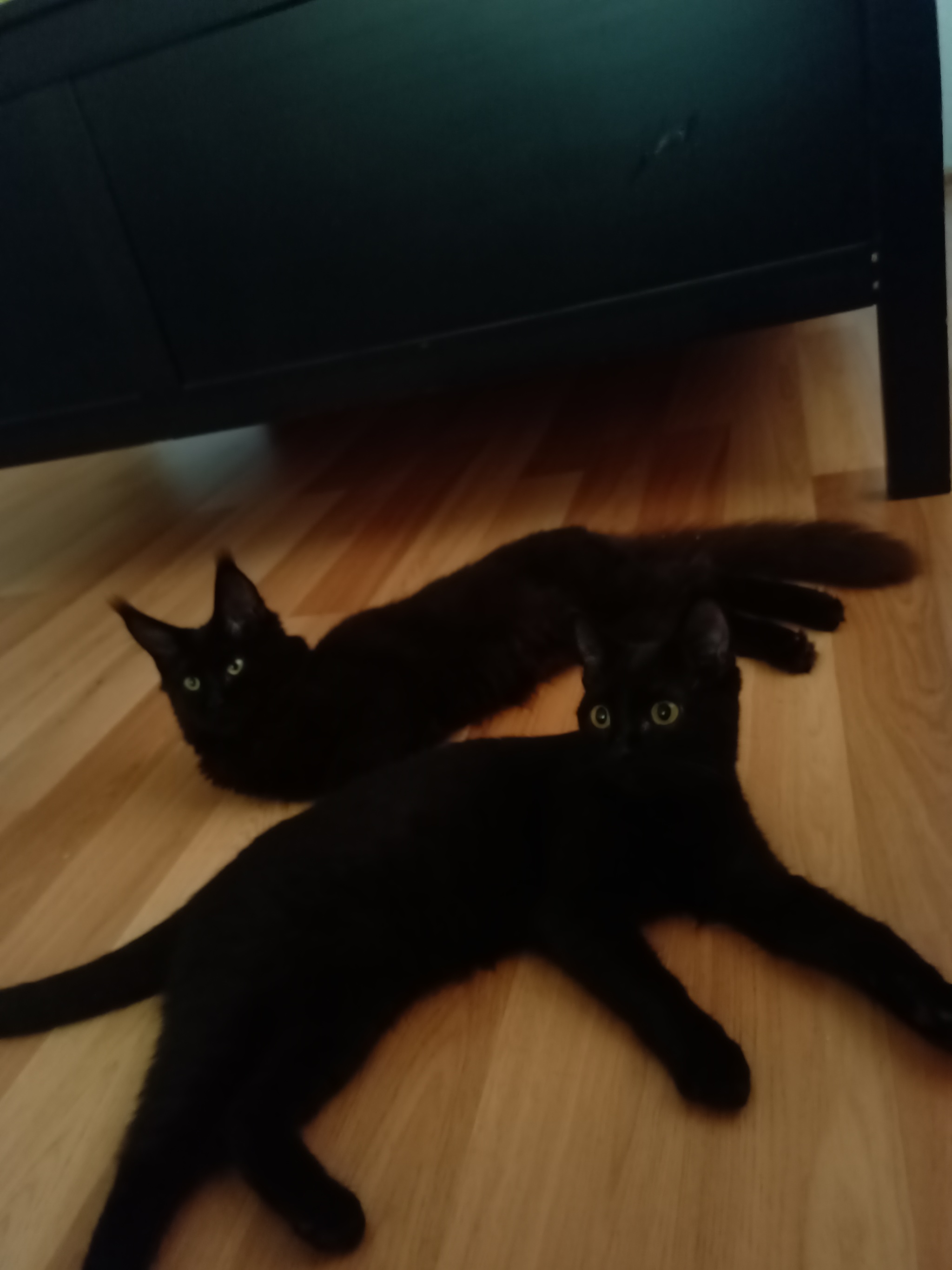 cats in black - My, cat, Black cat