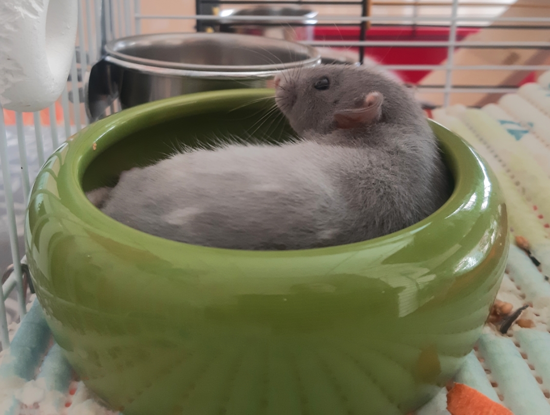 What hammock? - My, Decorative rats, Rat, My place, The photo