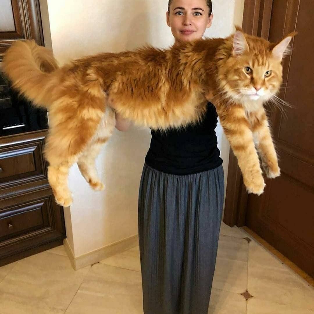 Котяра | Пикабу