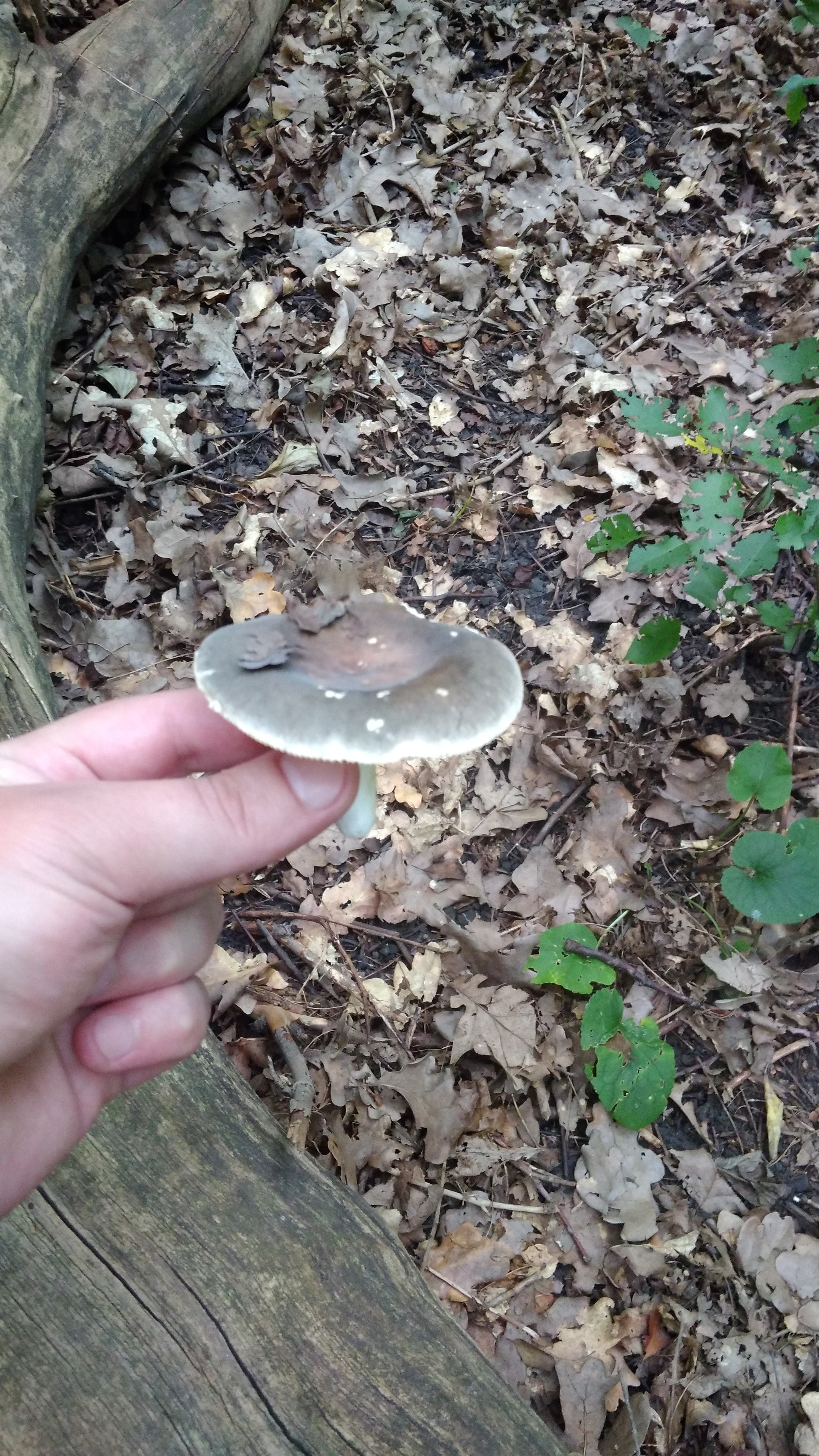 Help identify mushrooms - My, Mushrooms, Help, Identification, Longpost