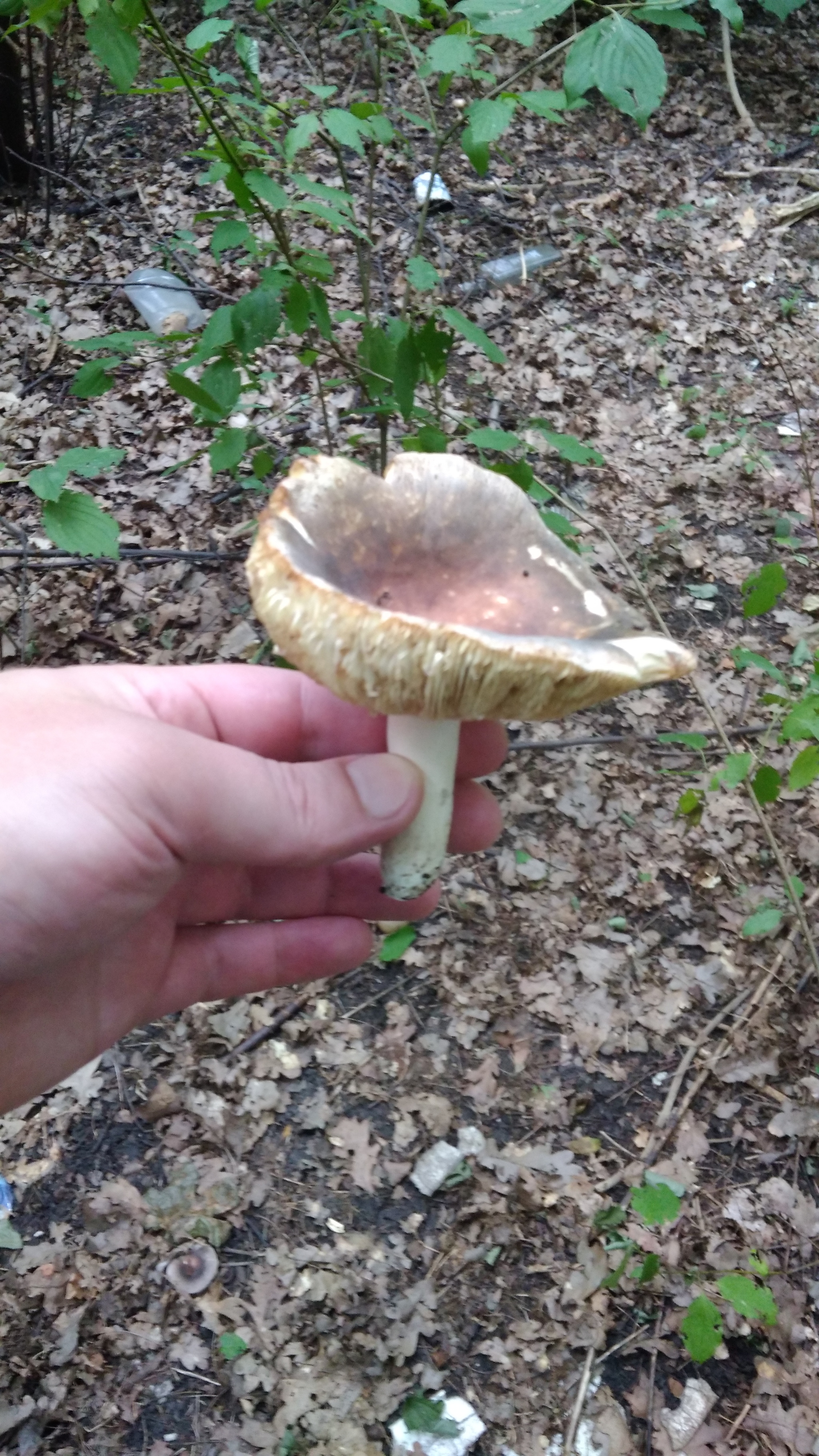 Help identify mushrooms - My, Mushrooms, Help, Identification, Longpost