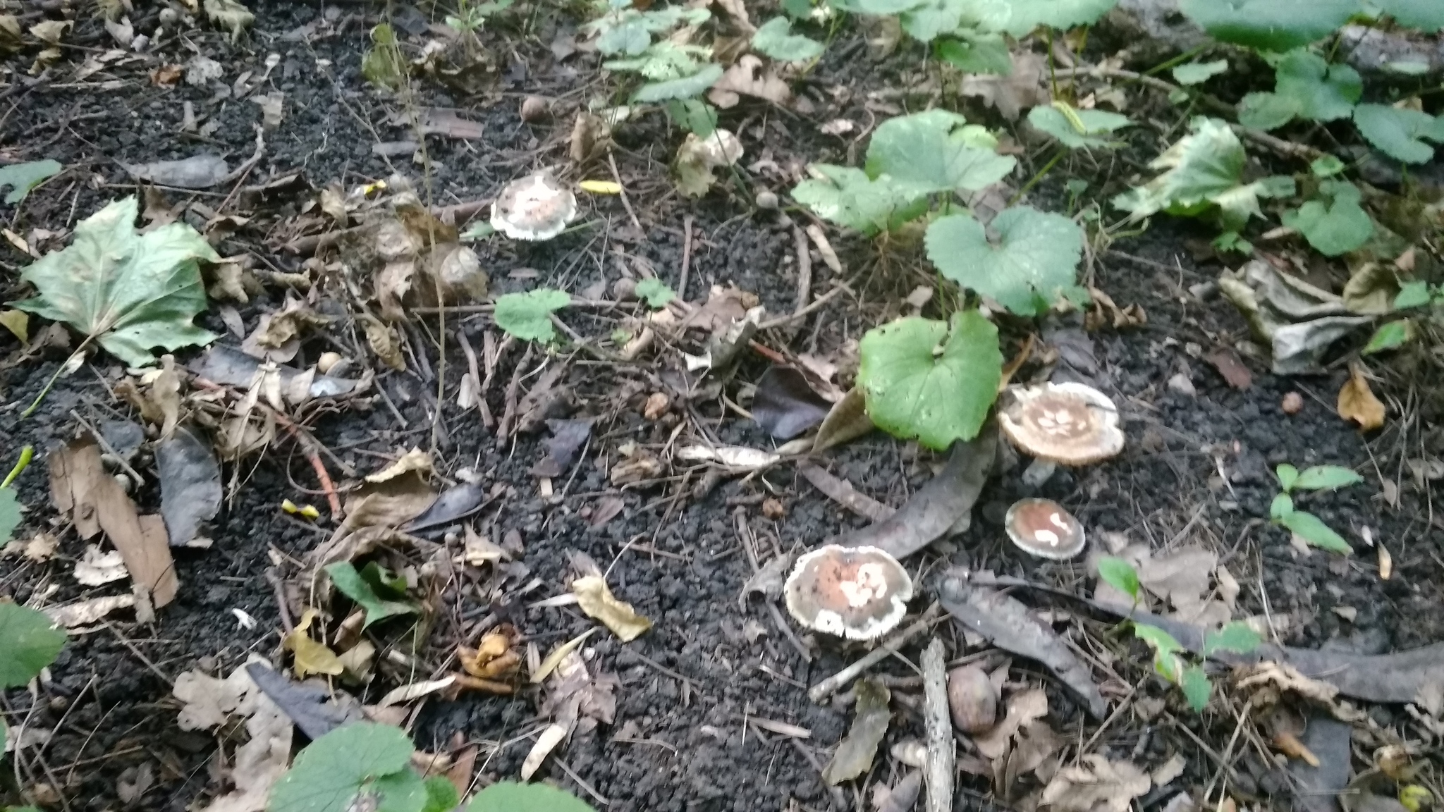 Help identify mushrooms - My, Mushrooms, Help, Identification, Longpost