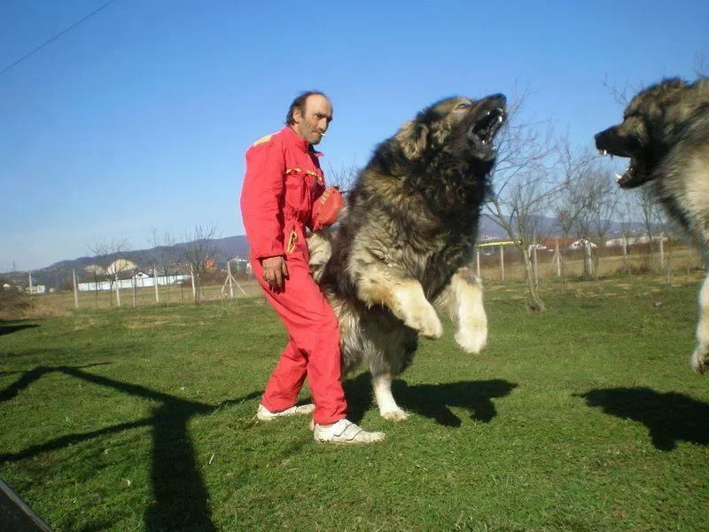 кавказская овчарка взрослой собаки с человеком