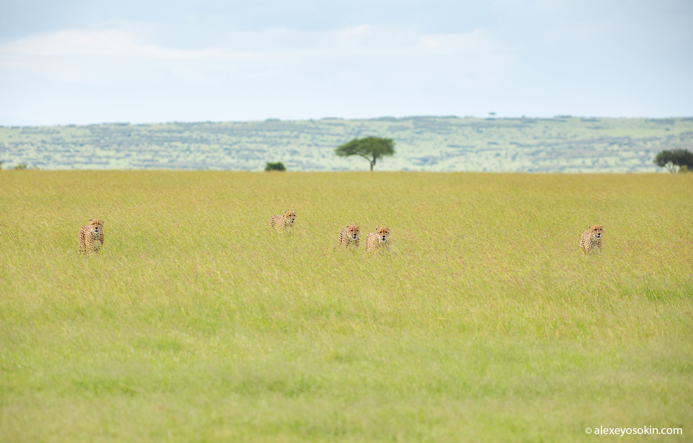 Coalition or family. - Cheetah, Small cats, Cat family, Predatory animals, Wild animals, wildlife, Africa, Masai Mara, , Kenya, Alexey Osokin, Longpost