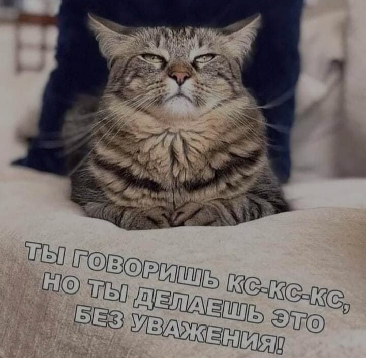 Доминируй - Юмор, Кот, Уважение