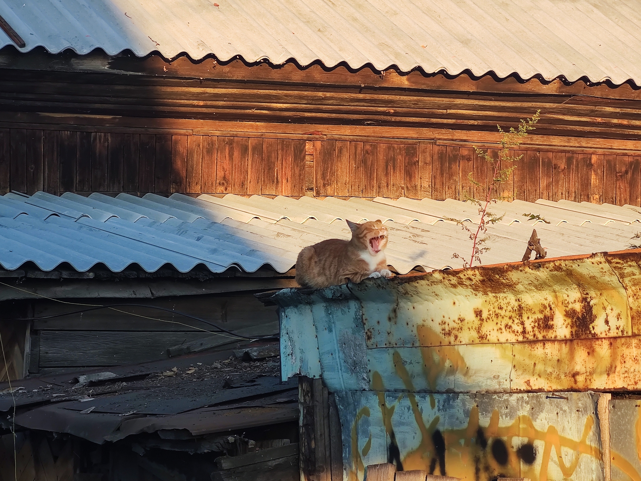 My new spirit animal - My, The photo, cat, Vital