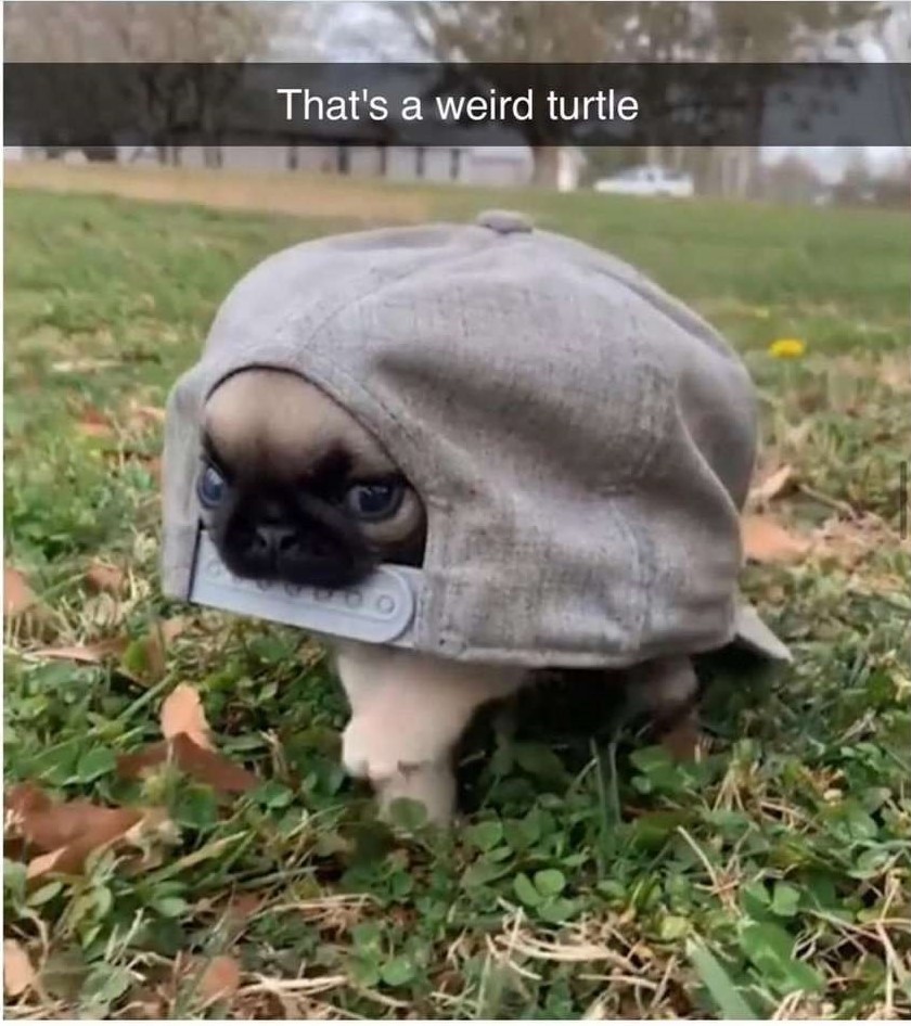 strange turtle - Puppies, Funny, Milota, Dog