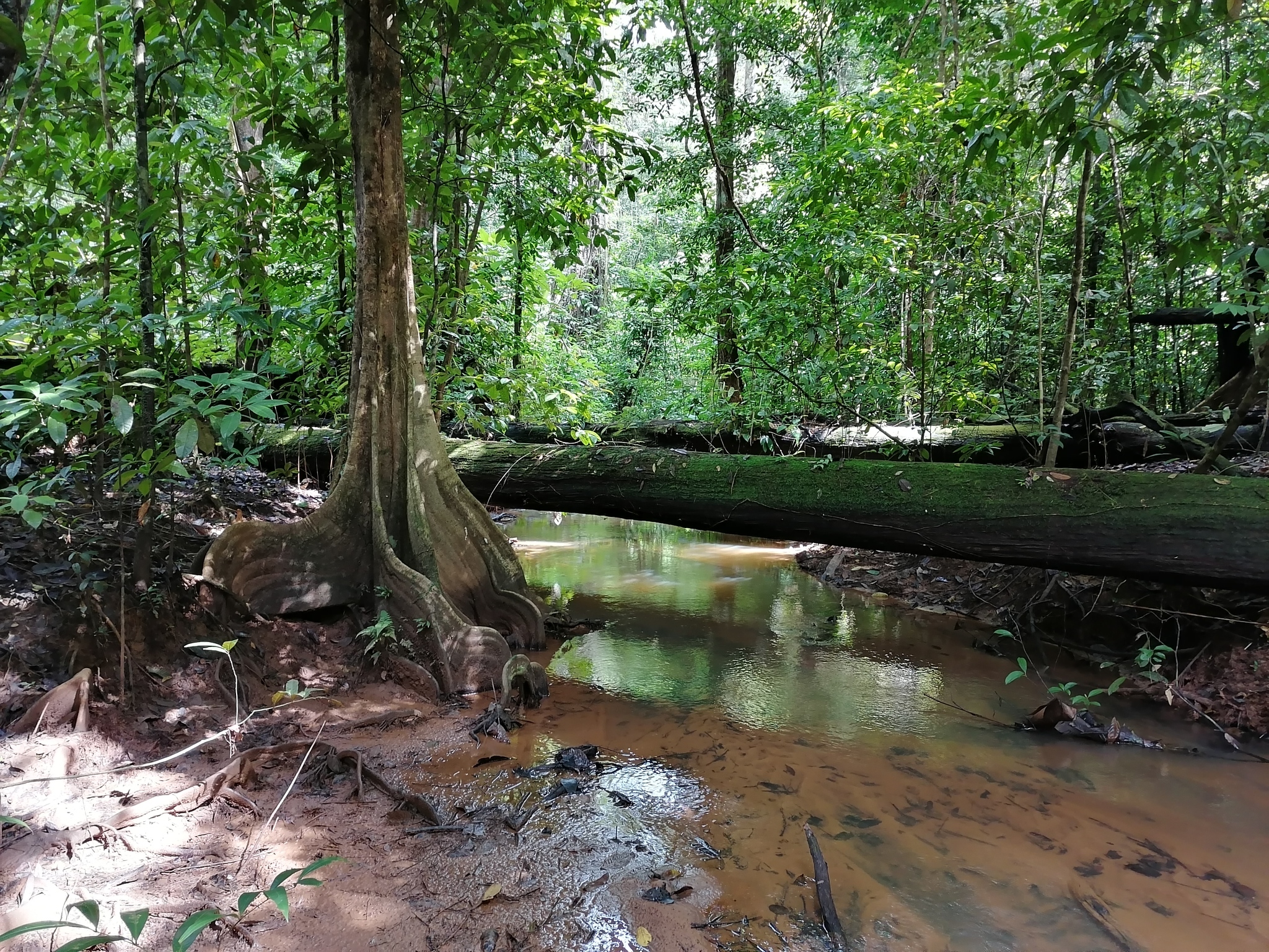 Greens to you from the Jungle - My, Jungle, Guyana