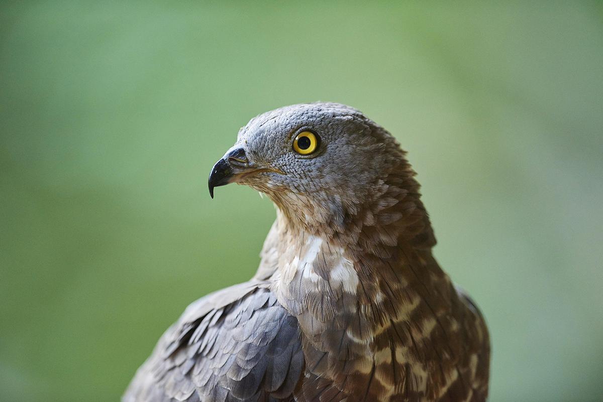 A rare predator spotted on the streets of Moscow - Pern, Hawks, Predator birds, Wild animals, Rare view, Red Book, Moscow, Kurkino, , Nature Park