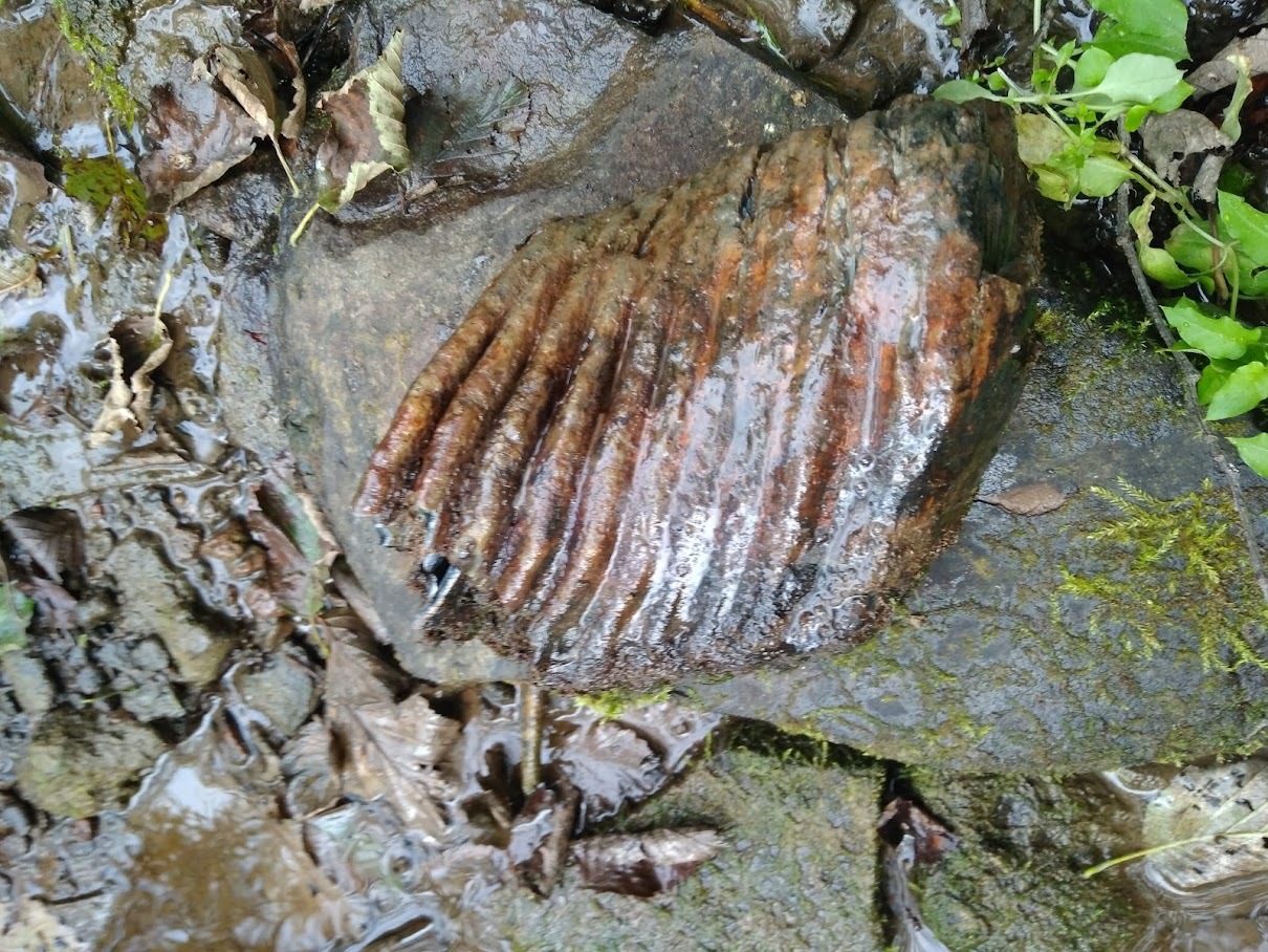 What could it be? - My, Find, Looking for information, Longpost, Teeth, Mammoth