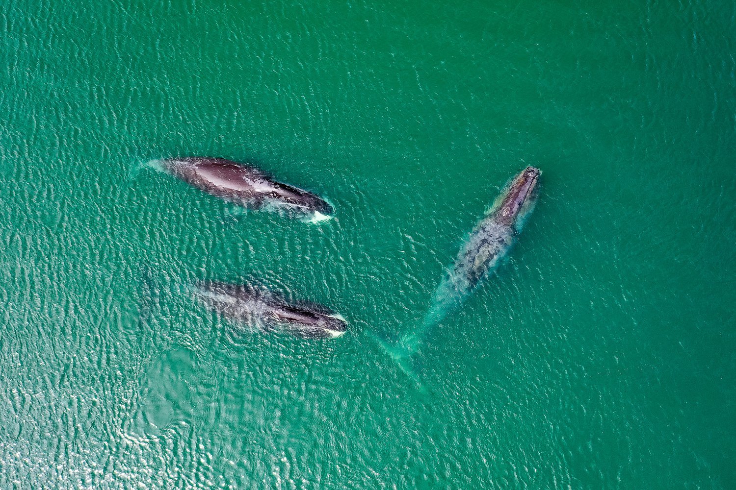 WWF expedition to bowhead whales in Wrangel Bay - Whale, Bowhead whales, Wild animals, Animal Rescue, Animal protection, Expedition, Bay, WWF, , The national geographic, Interesting, Sea of ??Okhotsk, Protection of Nature, Research, Nature, Longpost
