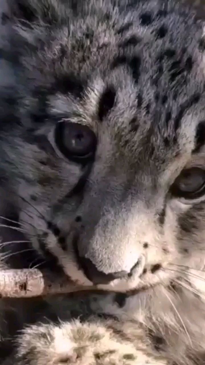 From fluffy kitten to Snow Leopard) - Big cats, Wild animals, Predatory animals, Snow Leopard, Interesting, Snow, Fluffy, Kittens, , Milota, It Was-It Was, Video, Longpost, Cat family