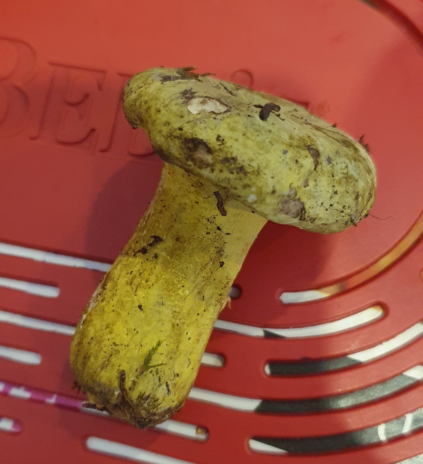 Help identify the mushroom - Mushrooms, Curiosity, Mushroom pickers, Help, Longpost