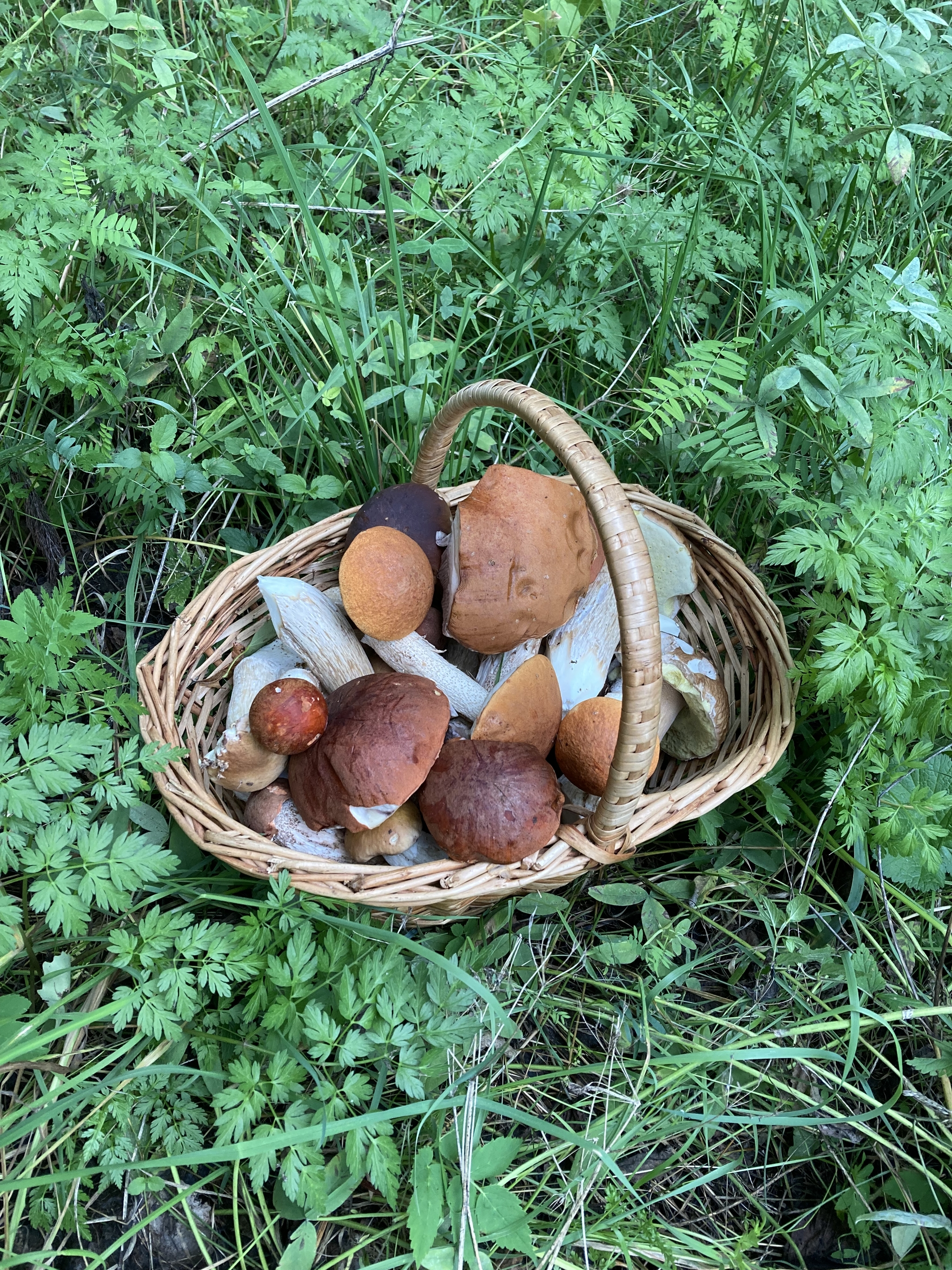 Mushrooms of the Leningrad region, part 5 - My, Longpost, Mushrooms, Borovik, Forest, Nature, Boletus, beauty