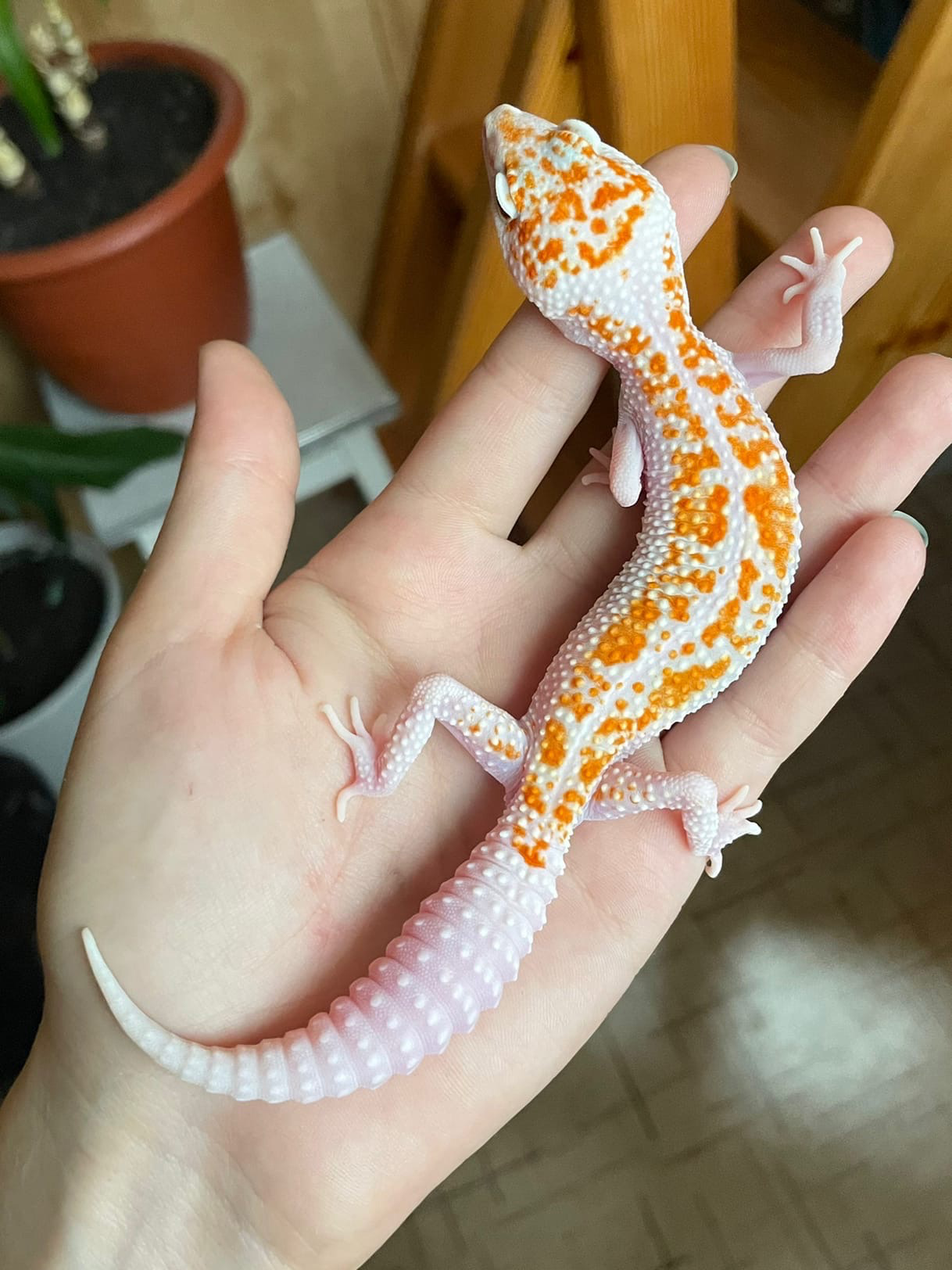 Eublefars - My, Eublefar, Reptiles at home, Pets, Longpost