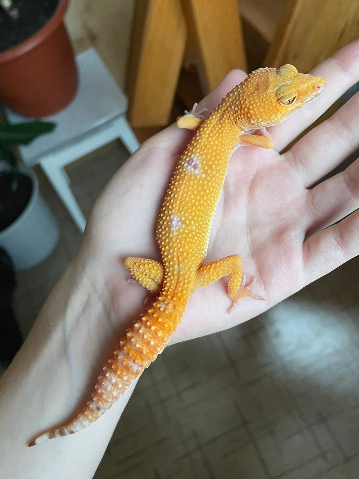 Eublefars - My, Eublefar, Reptiles at home, Pets, Longpost