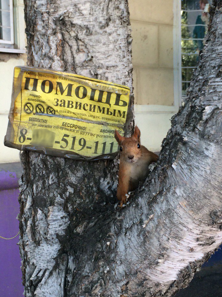 When you see the signs everywhere - My, Hint, Squirrel, Humor, 