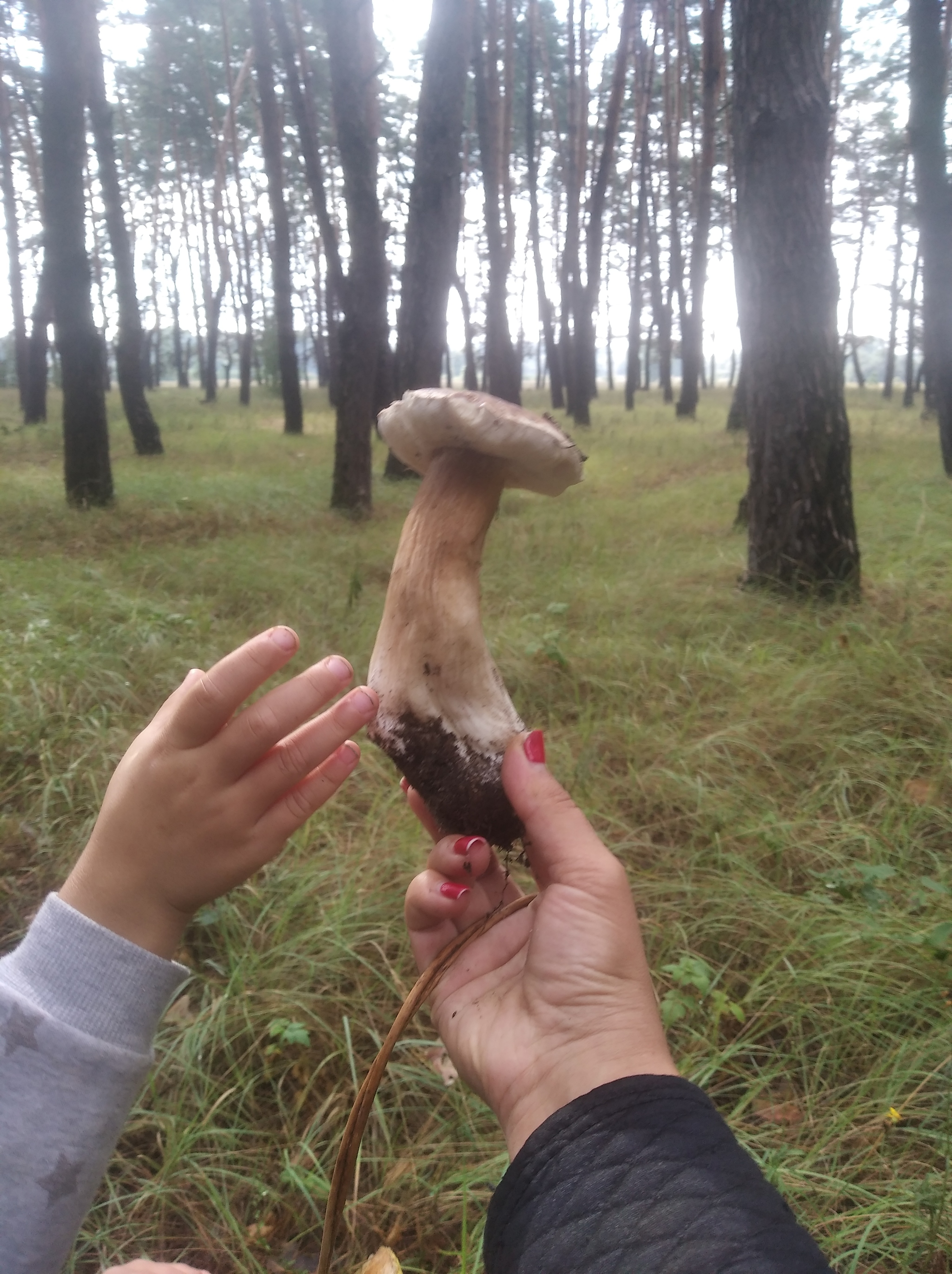 Sudden renaissance - My, Mushrooms, Silent hunt, Kharkiv Oblast, Renaissance