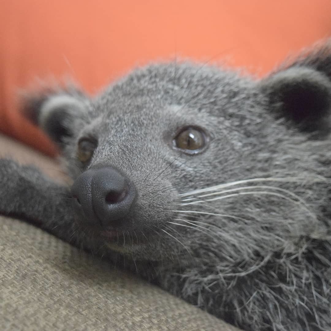 Continuation of the post Charming binturongs - Binturong, Wyvernaceae, Predatory animals, Wild animals, Interesting, Southeast Asia, Milota, Rare view, , Young, Video, Reply to post, Longpost