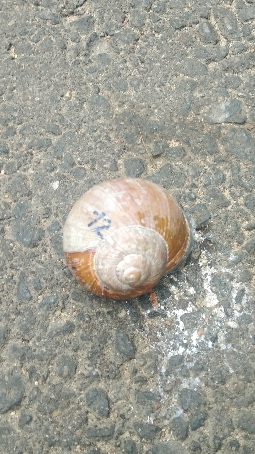 Why is there a number on the snail? - My, Nature, Animals, Snail, Longpost