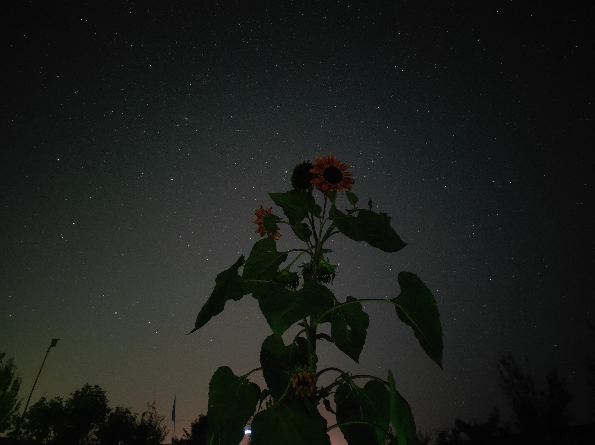 The last days of the outgoing summer in the country - My, Astrophoto, Mobile photography, Dacha, Stars, Longpost