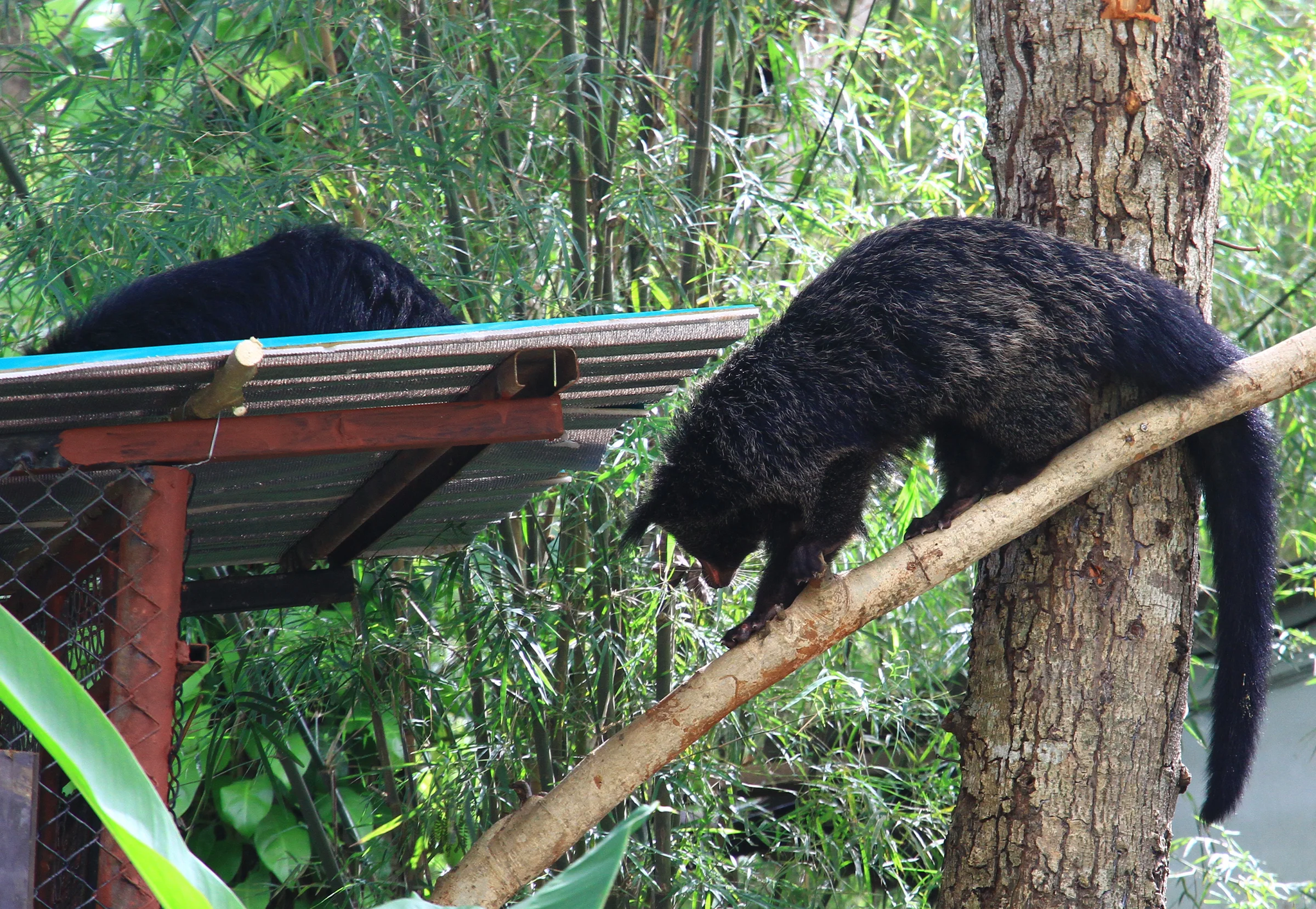 Charming binturongs - Binturong, Wyvernaceae, Predatory animals, Wild animals, Interesting, Zoo, Thailand, Southeast Asia, Longpost