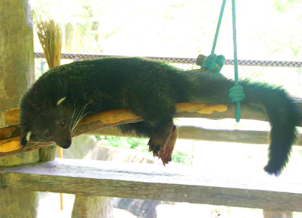 Charming binturongs - Binturong, Wyvernaceae, Predatory animals, Wild animals, Interesting, Zoo, Thailand, Southeast Asia, Longpost