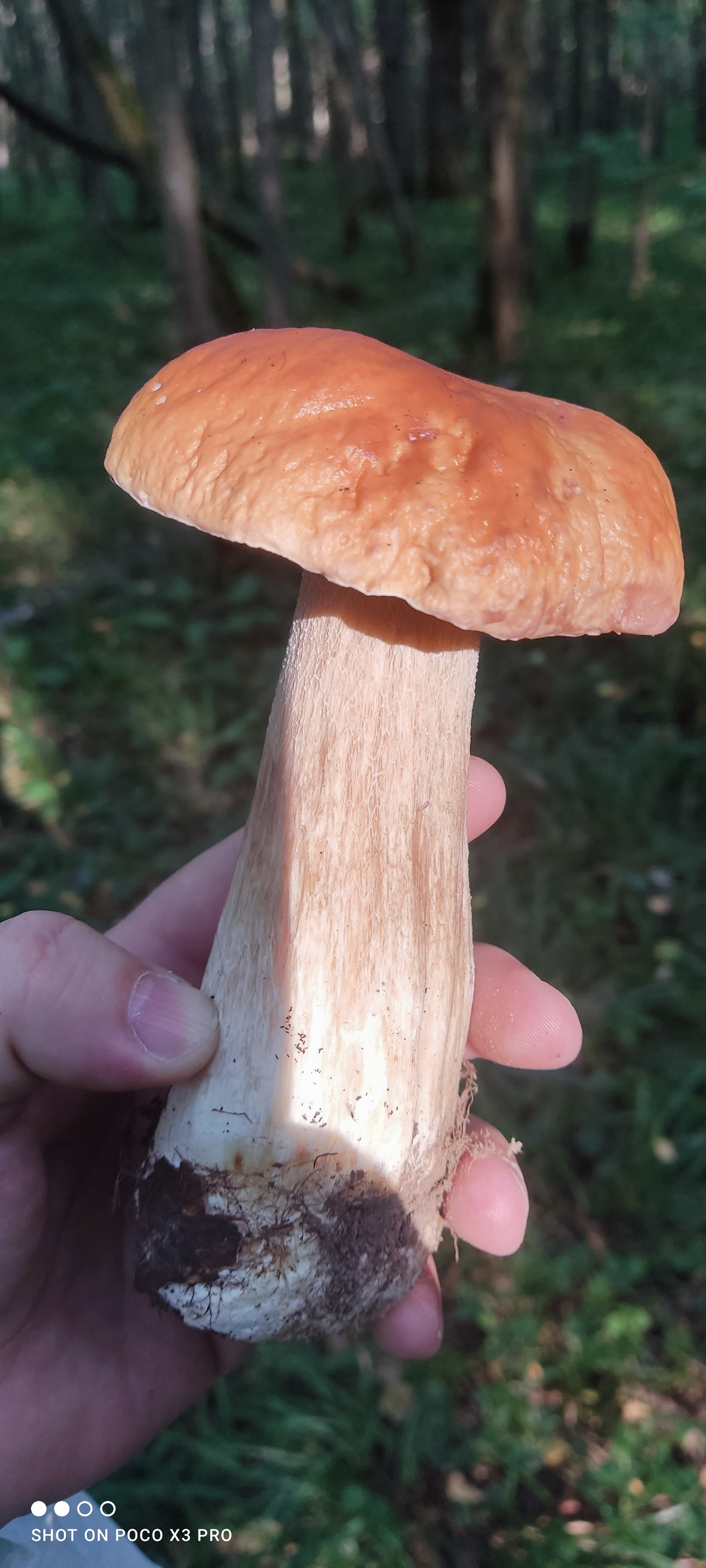 Mushrooms on Saturday - My, Mushrooms, Moscow region, Longpost, Silent hunt