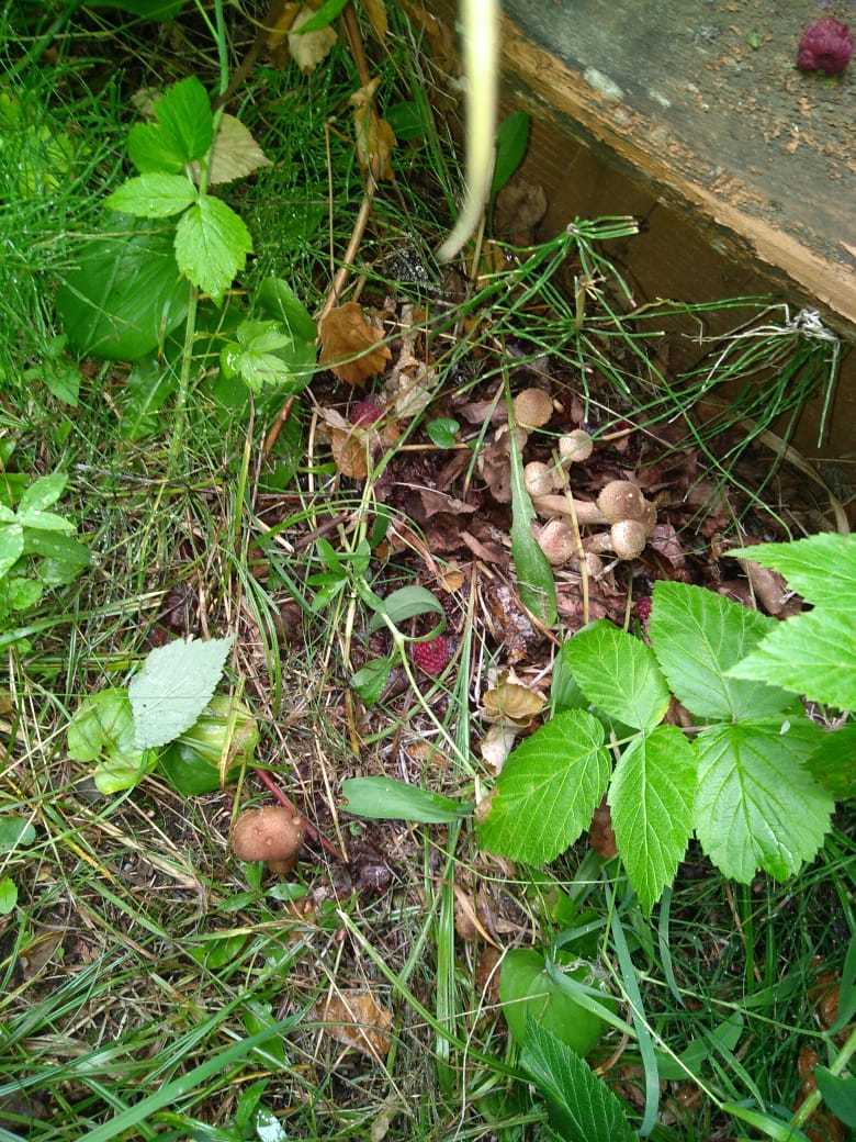 some mushrooms - My, Mushrooms, Honey mushrooms, Longpost