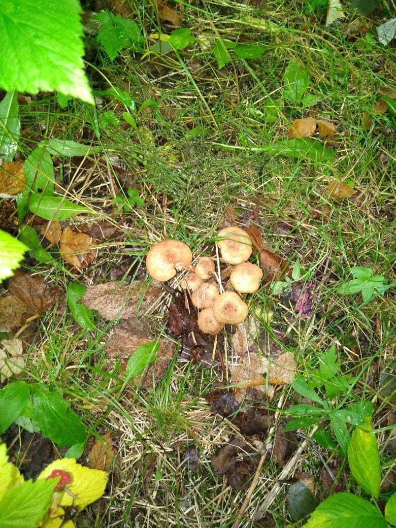 some mushrooms - My, Mushrooms, Honey mushrooms, Longpost