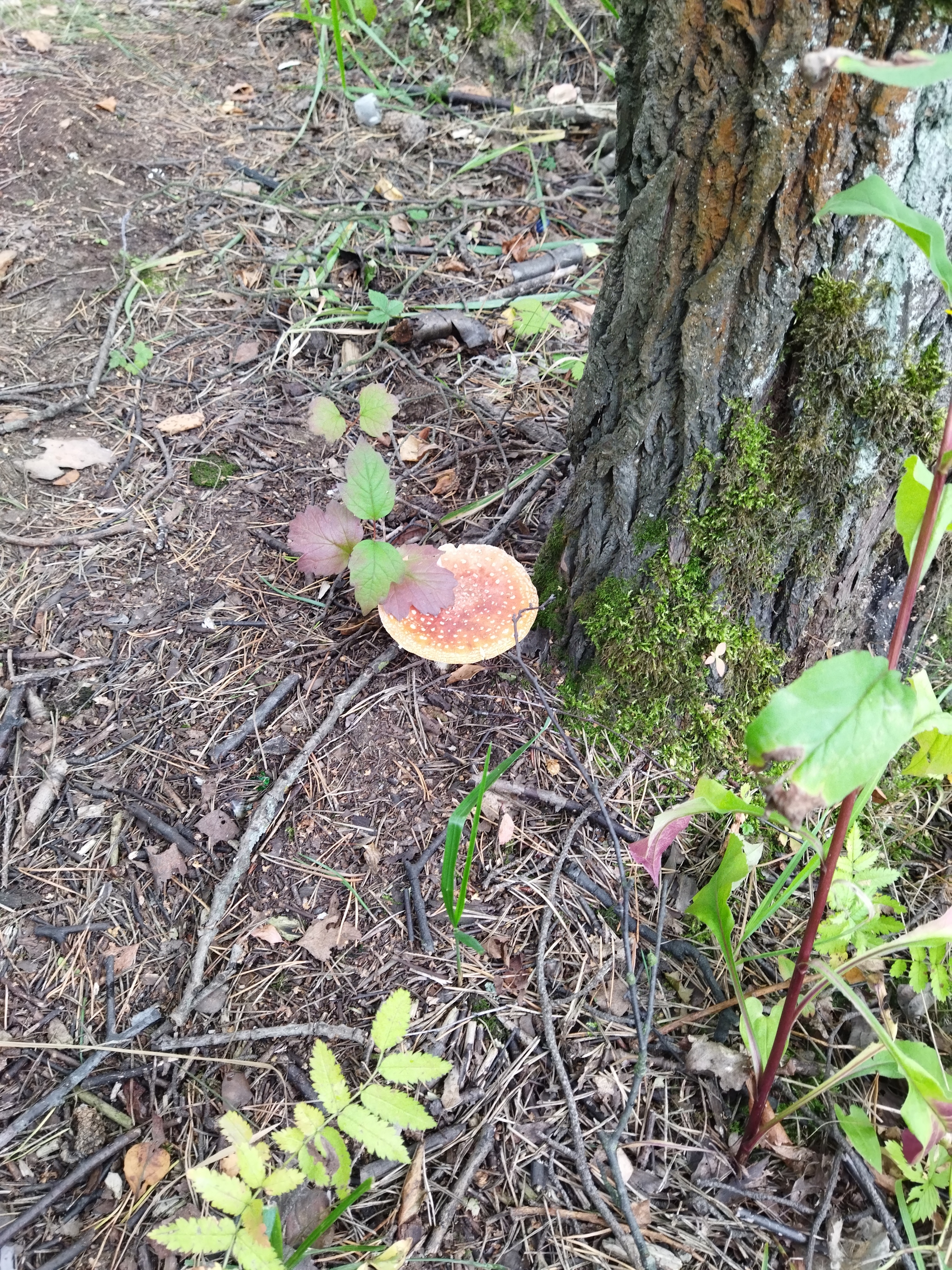 mushroom growth - My, Mushrooms, Fly agaric, Longpost