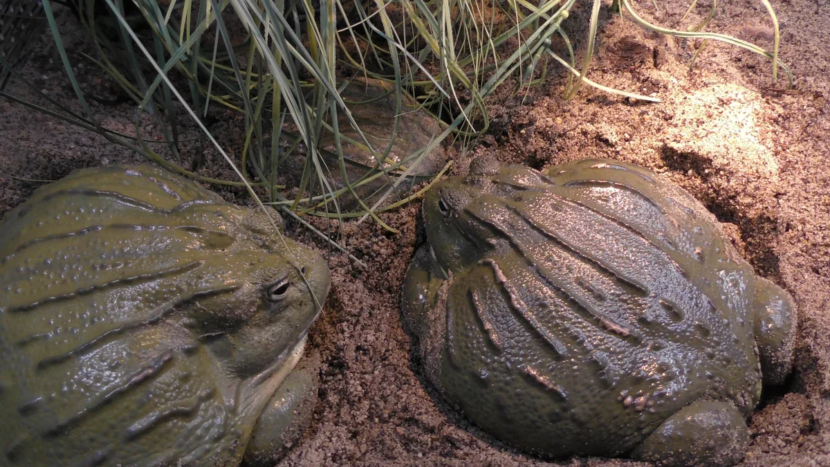 Water Carrier: A frog that carries half a liter of water. A vicious gladiator, but a caring father - Frogs, Amphibians, Yandex Zen, Animal book, Longpost