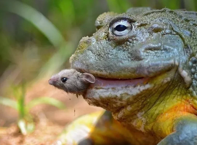 Water Carrier: A frog that carries half a liter of water. A vicious gladiator, but a caring father - Frogs, Amphibians, Yandex Zen, Animal book, Longpost