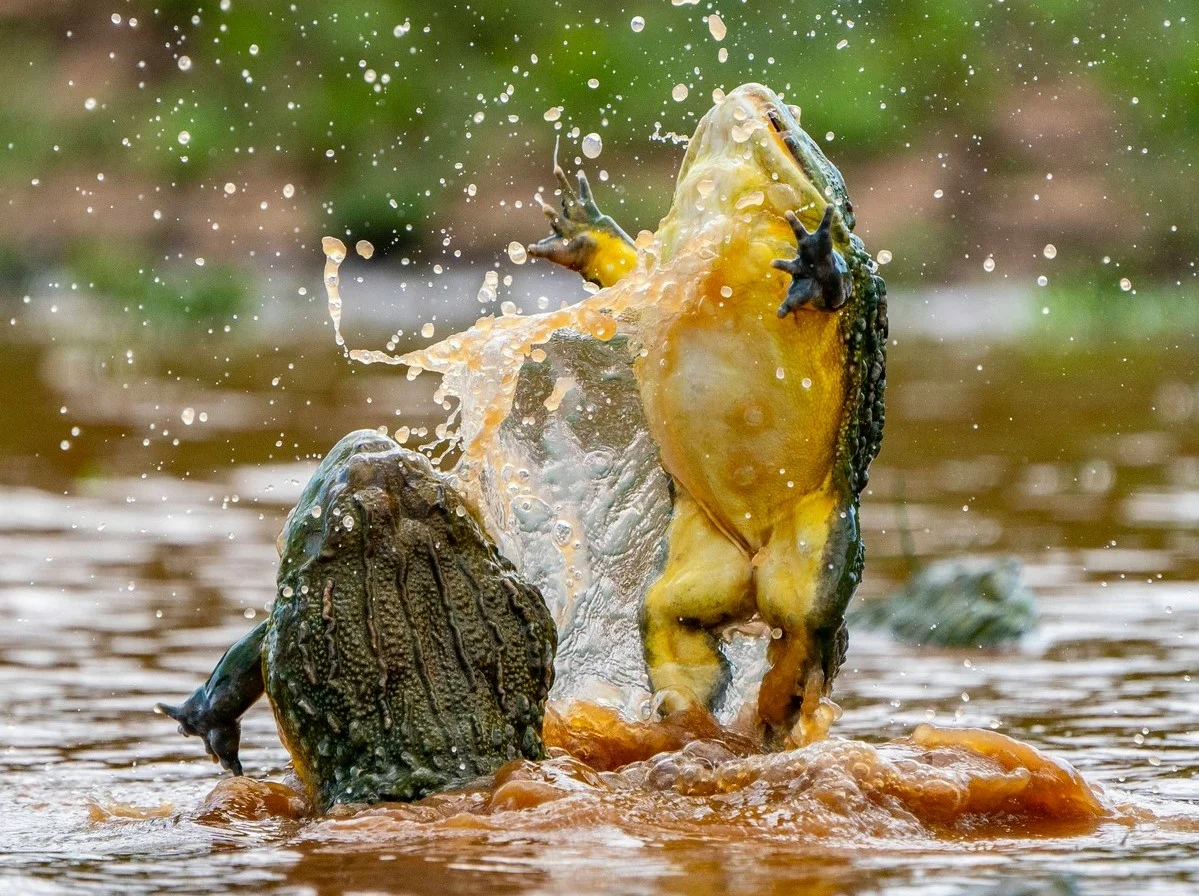 Water Carrier: A frog that carries half a liter of water. A vicious gladiator, but a caring father - Frogs, Amphibians, Yandex Zen, Animal book, Longpost