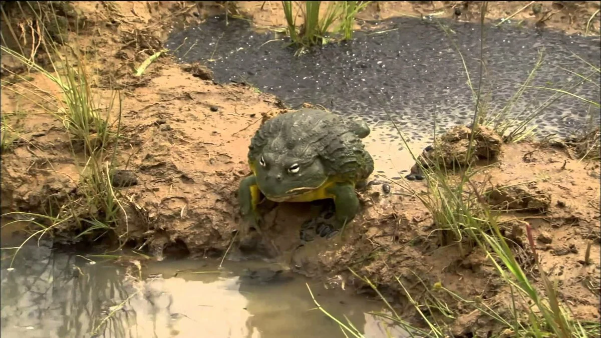 Water Carrier: A frog that carries half a liter of water. A vicious gladiator, but a caring father - Frogs, Amphibians, Yandex Zen, Animal book, Longpost