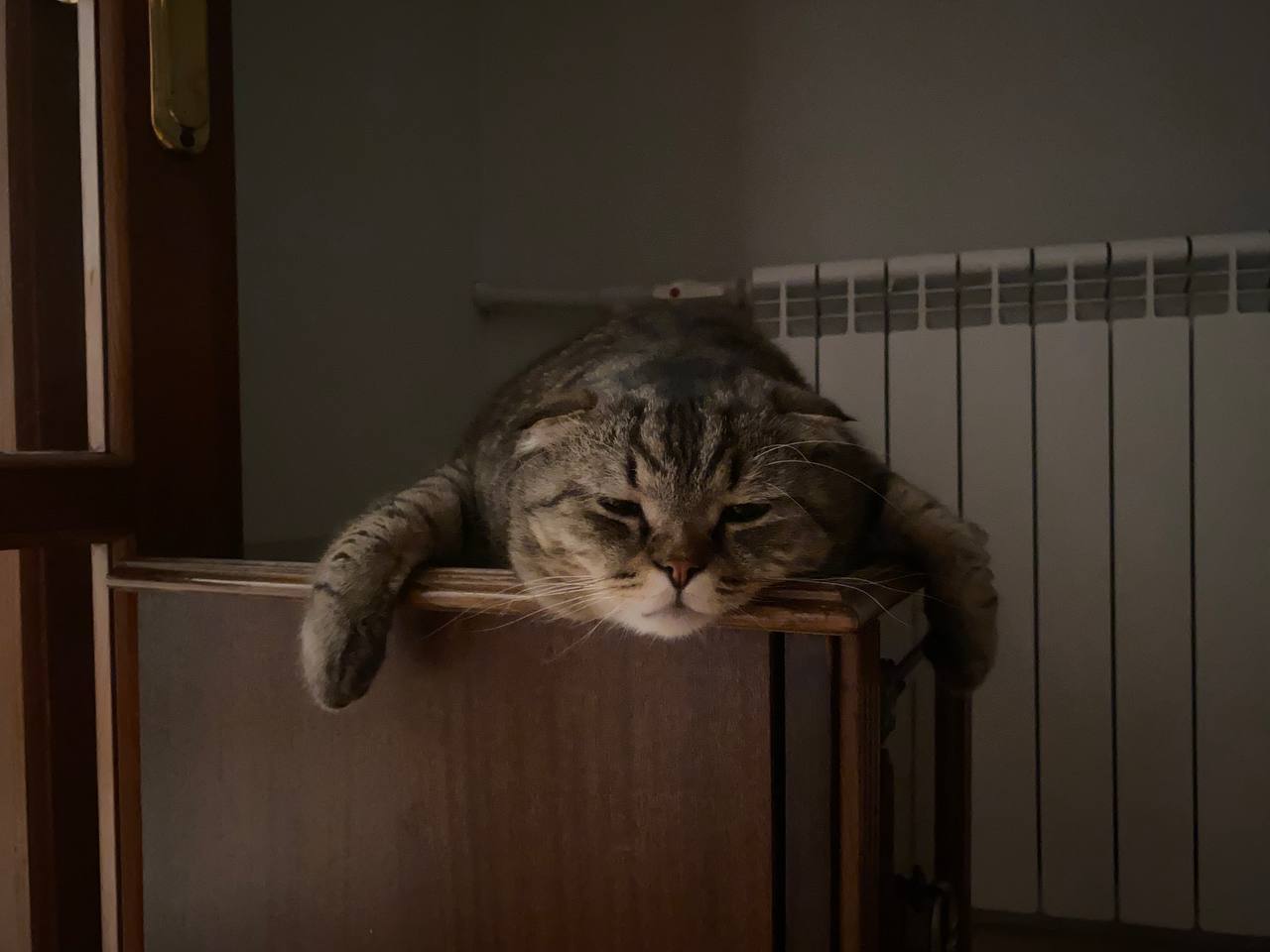 A cat named Elk decided to take a nap - My, cat, Milota