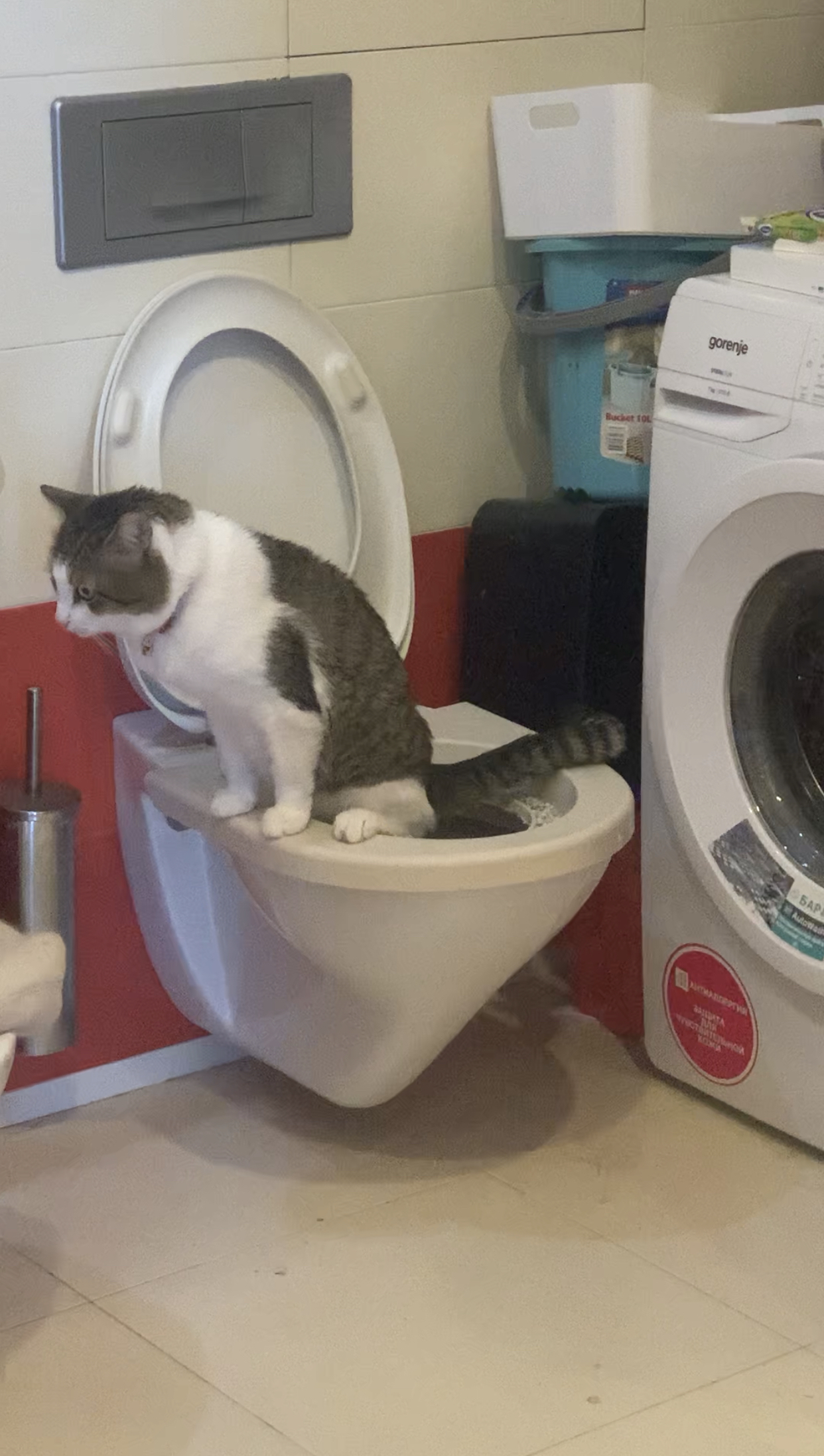 Reply to It's so delicious - My, Toilet, cat, Reply to post, Longpost