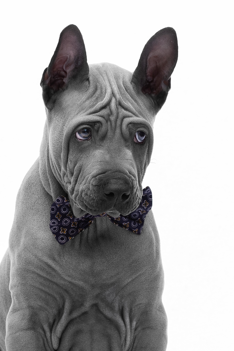 Gentleman offended - My, Dog, Puppies, Thai Ridgeback, Sight, The photo, Animalistics