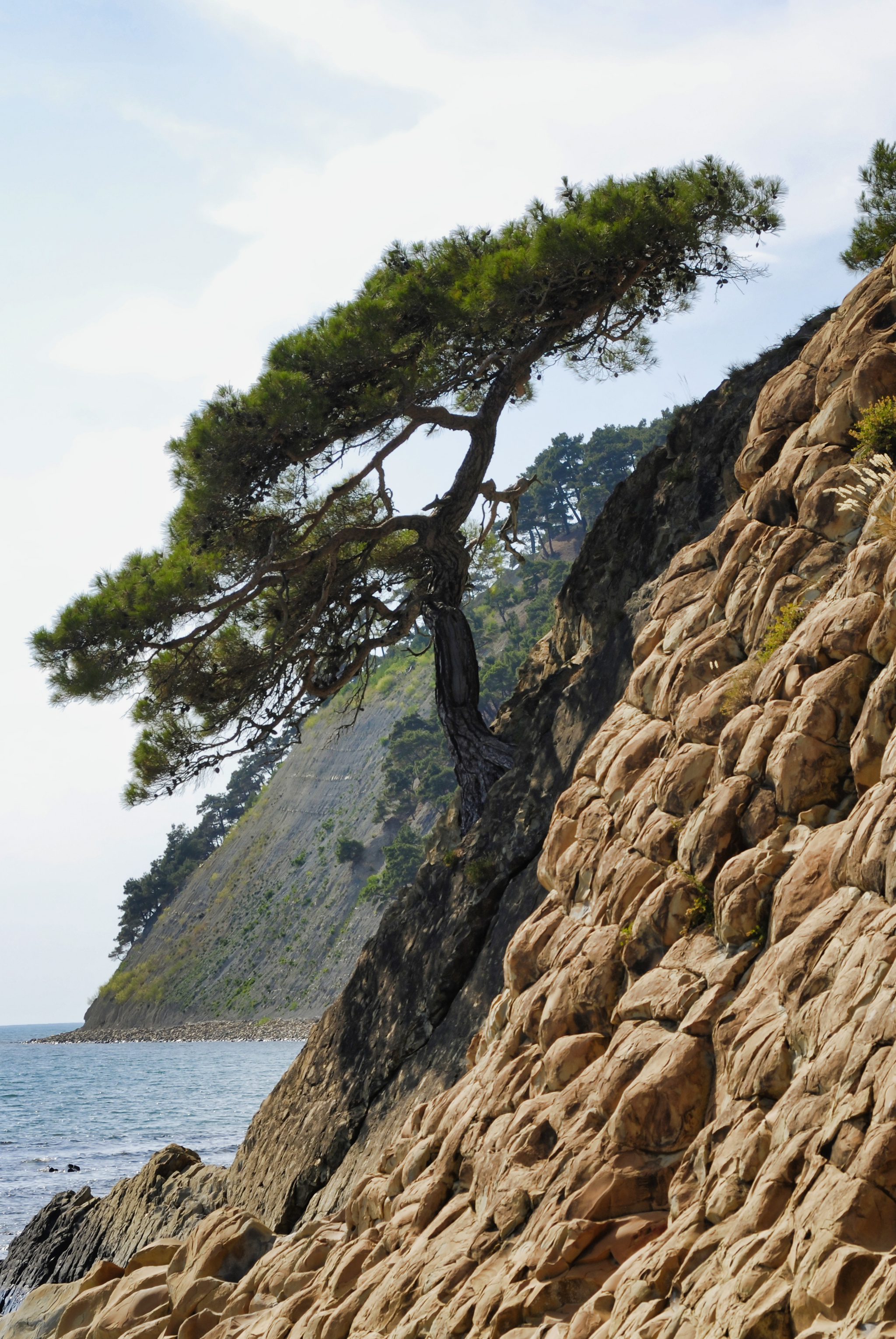 Pine on the rock - My, The photo, Black Sea, Summer, Vacation, Pine, The rocks, Turtle, Longpost