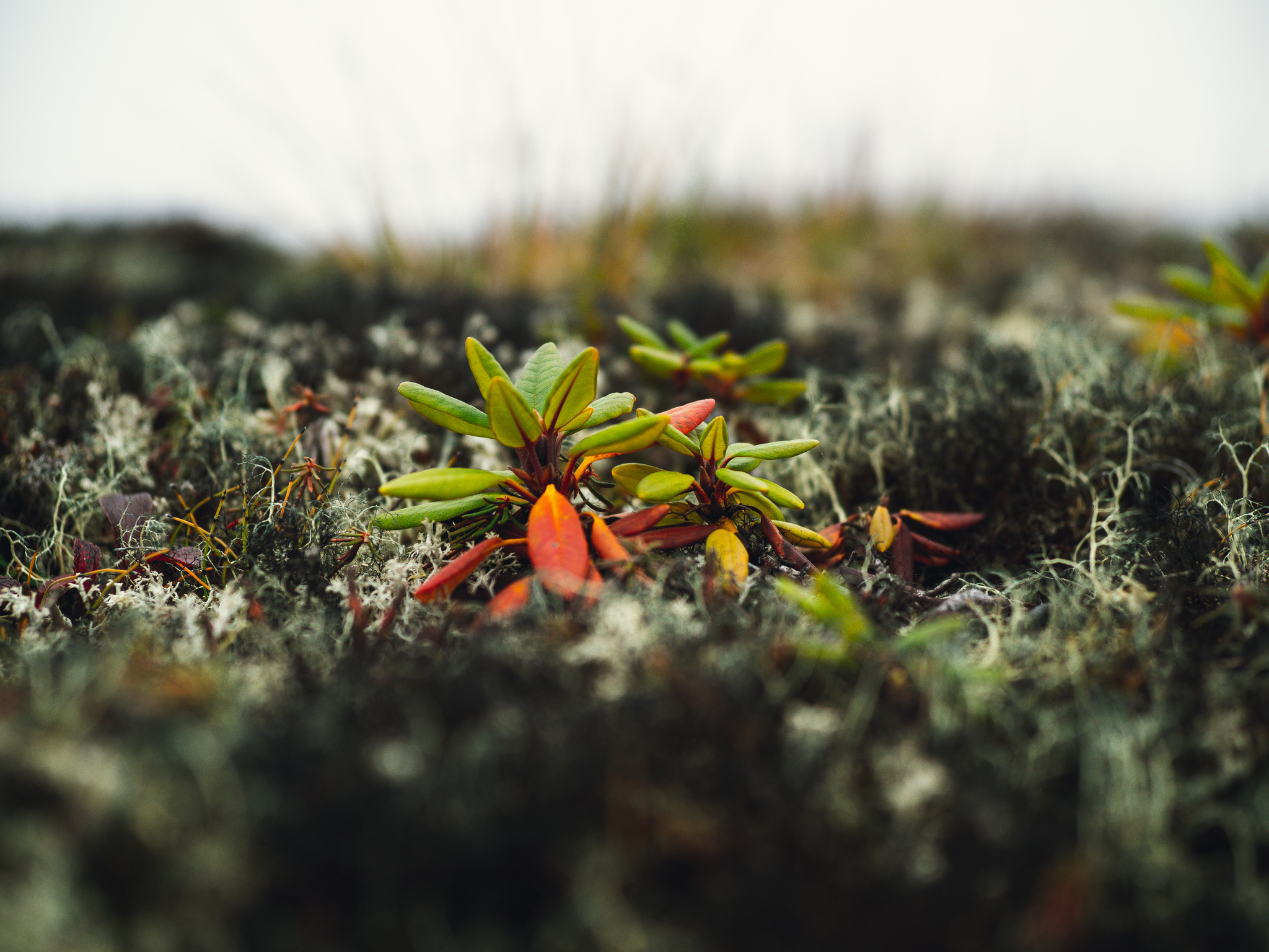 August color in the tundra - My, Nature, Summer, Autumn, Tundra, Chukotka, Anadyr, I want criticism, Beginning photographer, Longpost