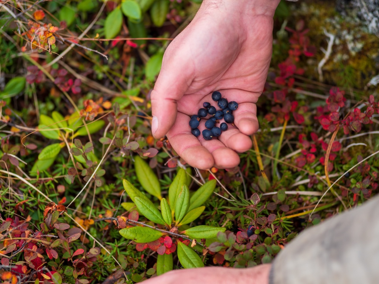 August color in the tundra - My, Nature, Summer, Autumn, Tundra, Chukotka, Anadyr, I want criticism, Beginning photographer, Longpost