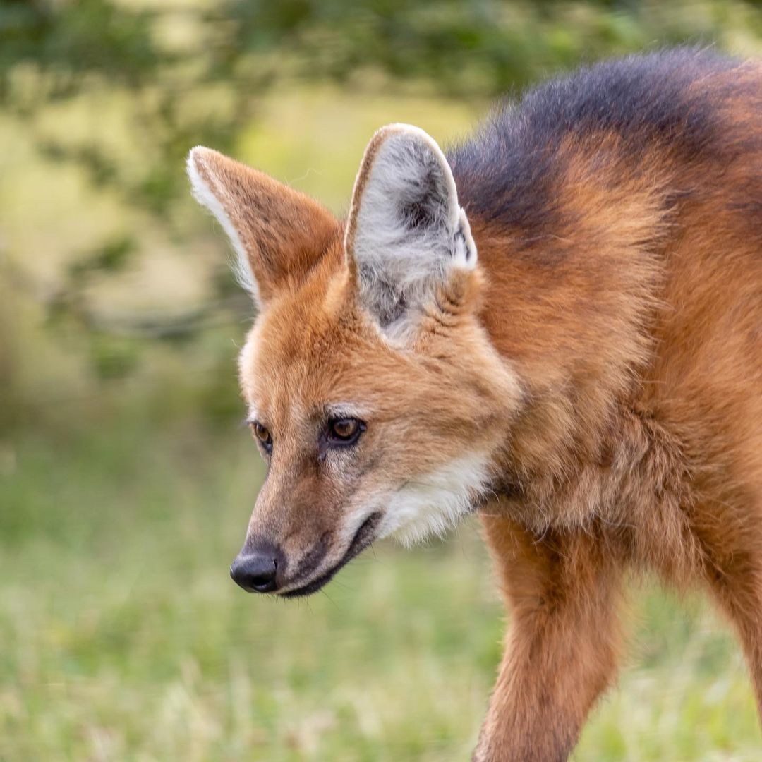 Гривистый волк (Maned wolf) - Волк, Гривистый Волк, Псовые, Дикие животные, Хищные животные, Зоопарк, Великобритания, Рыжие, Длиннопост