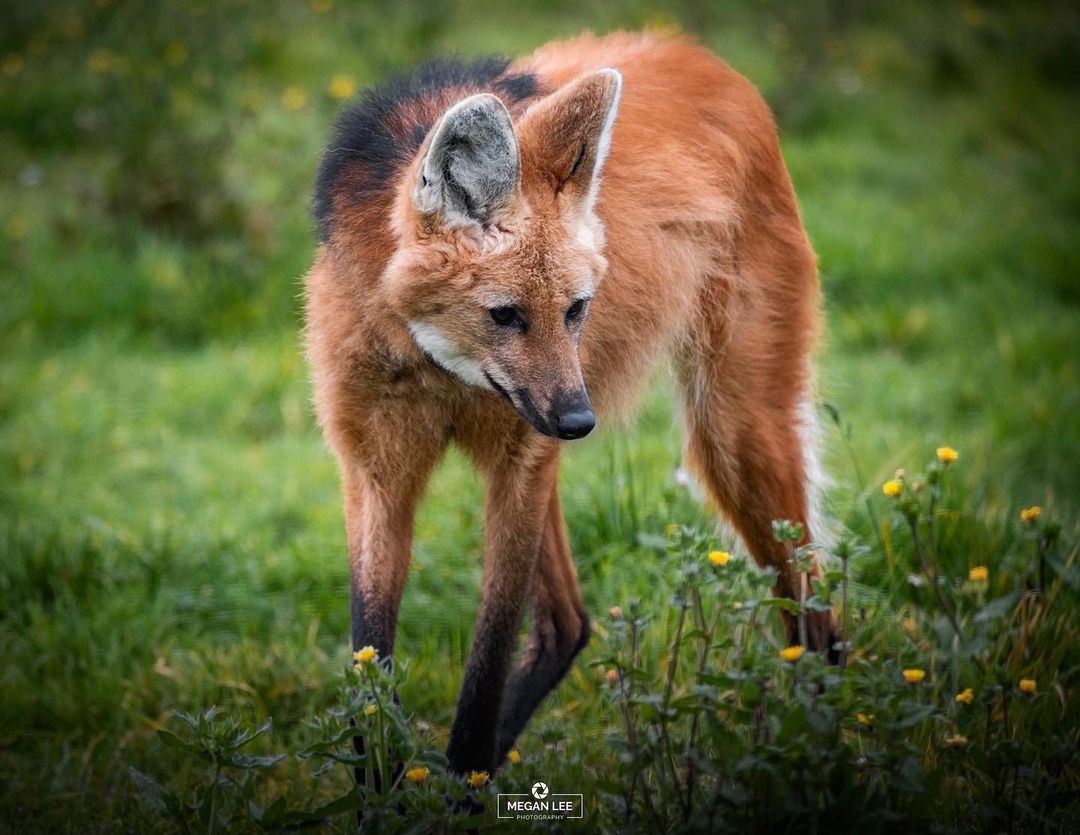 Maned wolf - Wolf, Maned Wolf, Canines, Wild animals, Predatory animals, Zoo, Great Britain, Redheads, Longpost