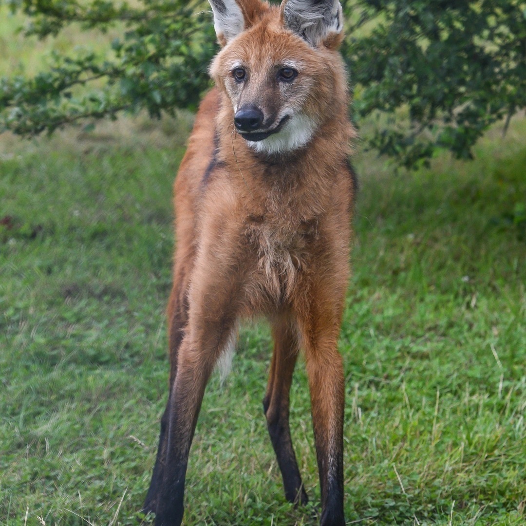 Maned wolf - Wolf, Maned Wolf, Canines, Wild animals, Predatory animals, Zoo, Great Britain, Redheads, Longpost