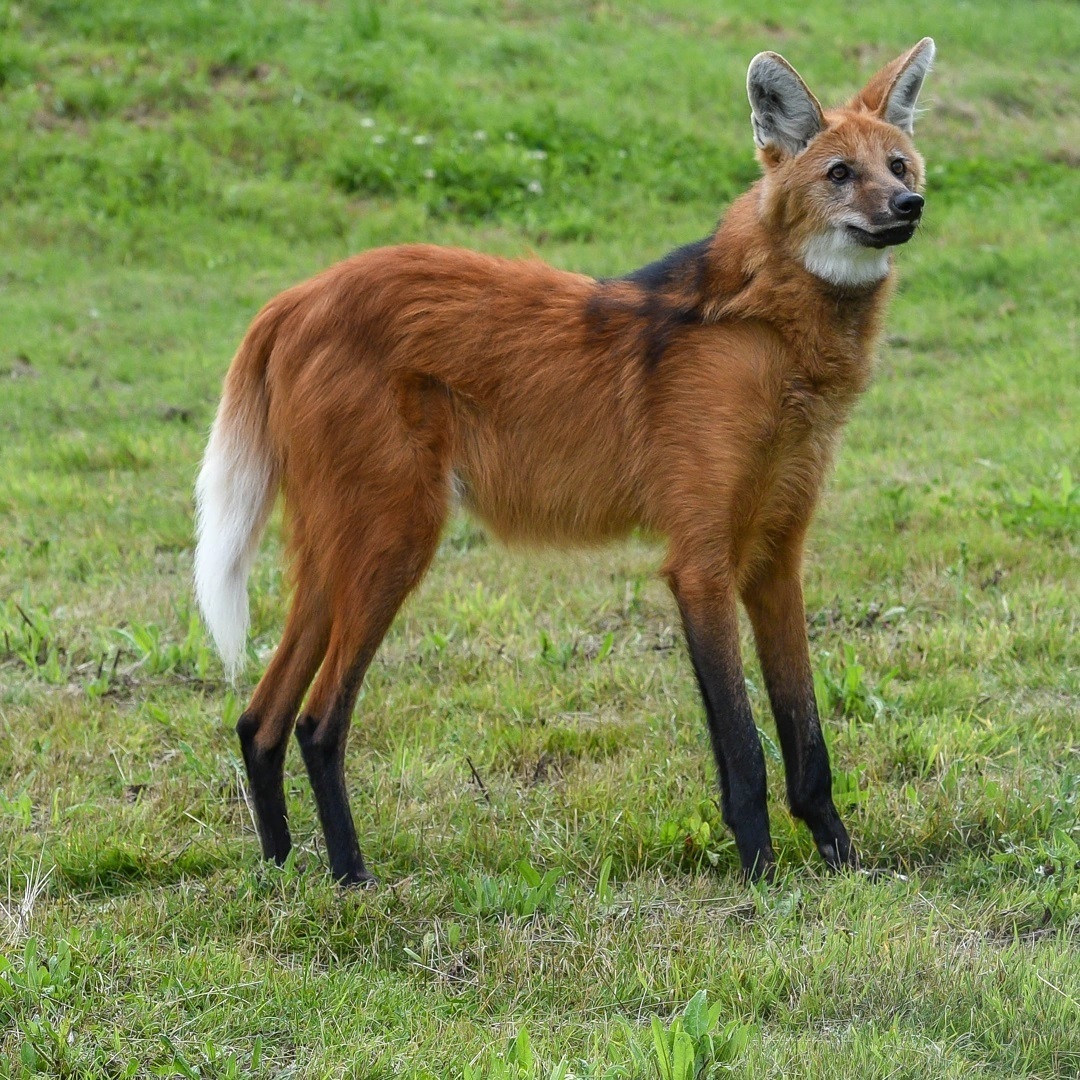 Гривистый волк (Maned wolf) - Волк, Гривистый Волк, Псовые, Дикие животные, Хищные животные, Зоопарк, Великобритания, Рыжие, Длиннопост