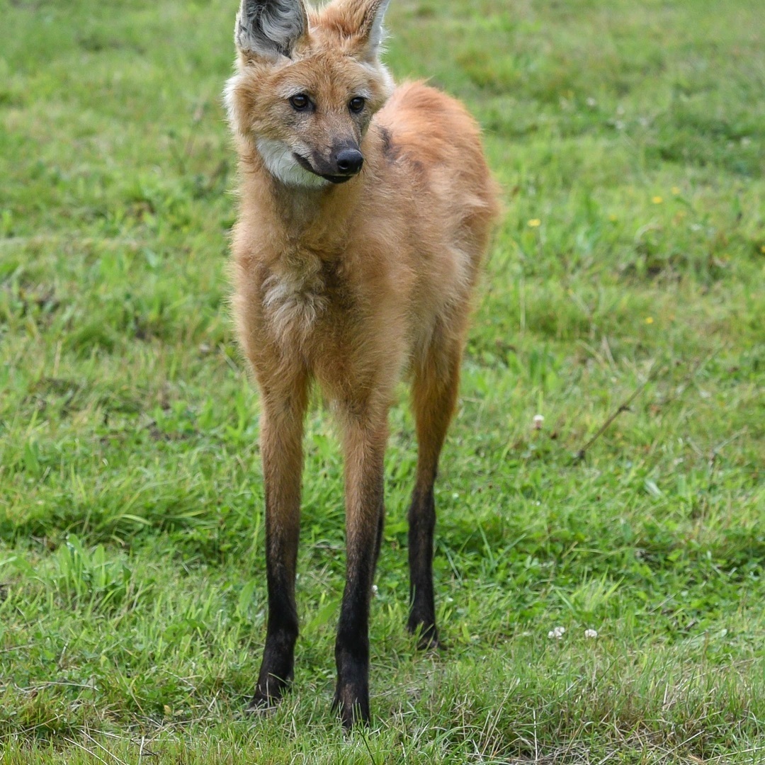 Maned wolf - Wolf, Maned Wolf, Canines, Wild animals, Predatory animals, Zoo, Great Britain, Redheads, Longpost