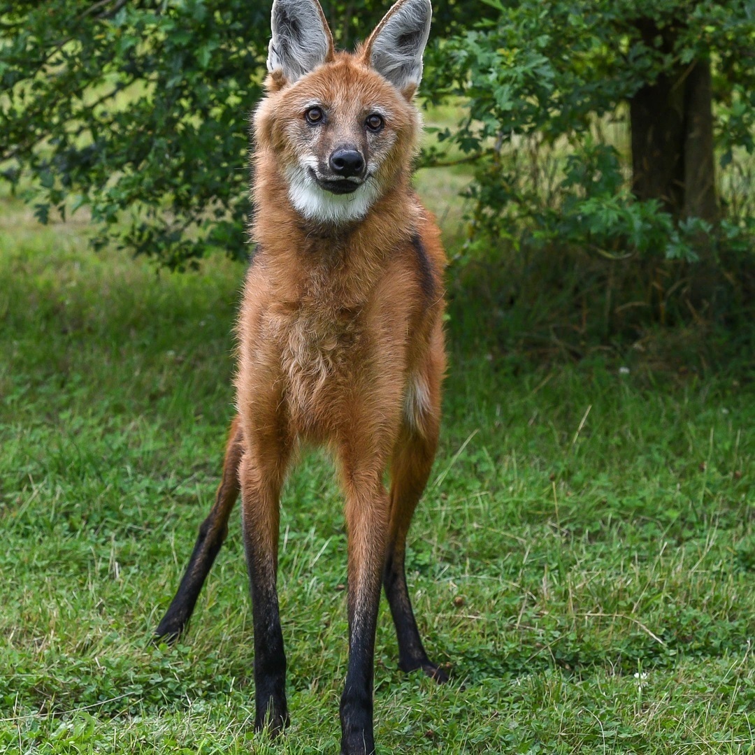 Гривистый волк (Maned wolf) - Волк, Гривистый Волк, Псовые, Дикие животные, Хищные животные, Зоопарк, Великобритания, Рыжие, Длиннопост