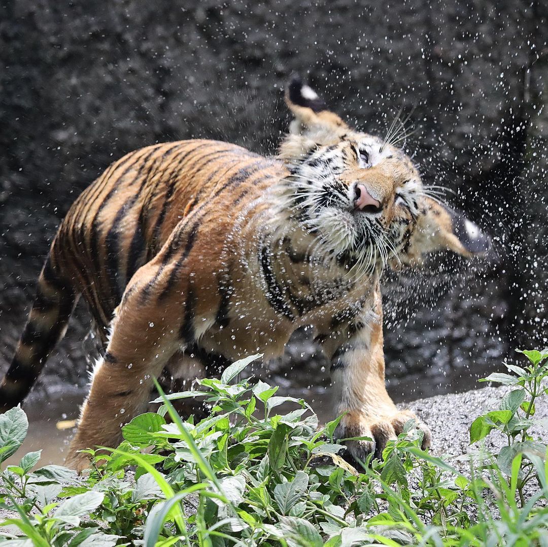 And you don't need to wipe - Tiger, Amur tiger, Tiger cubs, Big cats, Cat family, Predatory animals, Milota, Zoo, , Shizuoka, Japan, Wild animals, Longpost, Water, Spray