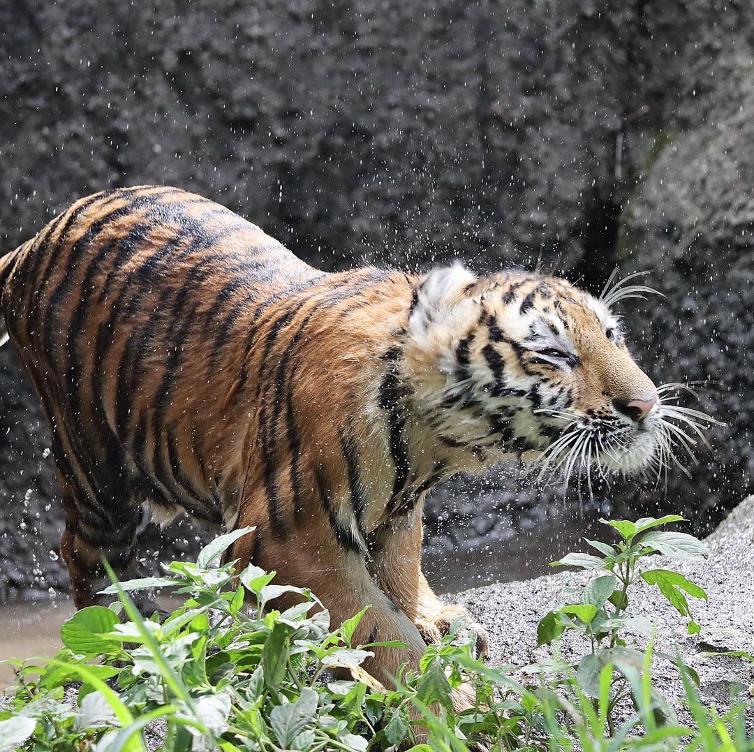 And you don't need to wipe - Tiger, Amur tiger, Tiger cubs, Big cats, Cat family, Predatory animals, Milota, Zoo, , Shizuoka, Japan, Wild animals, Longpost, Water, Spray