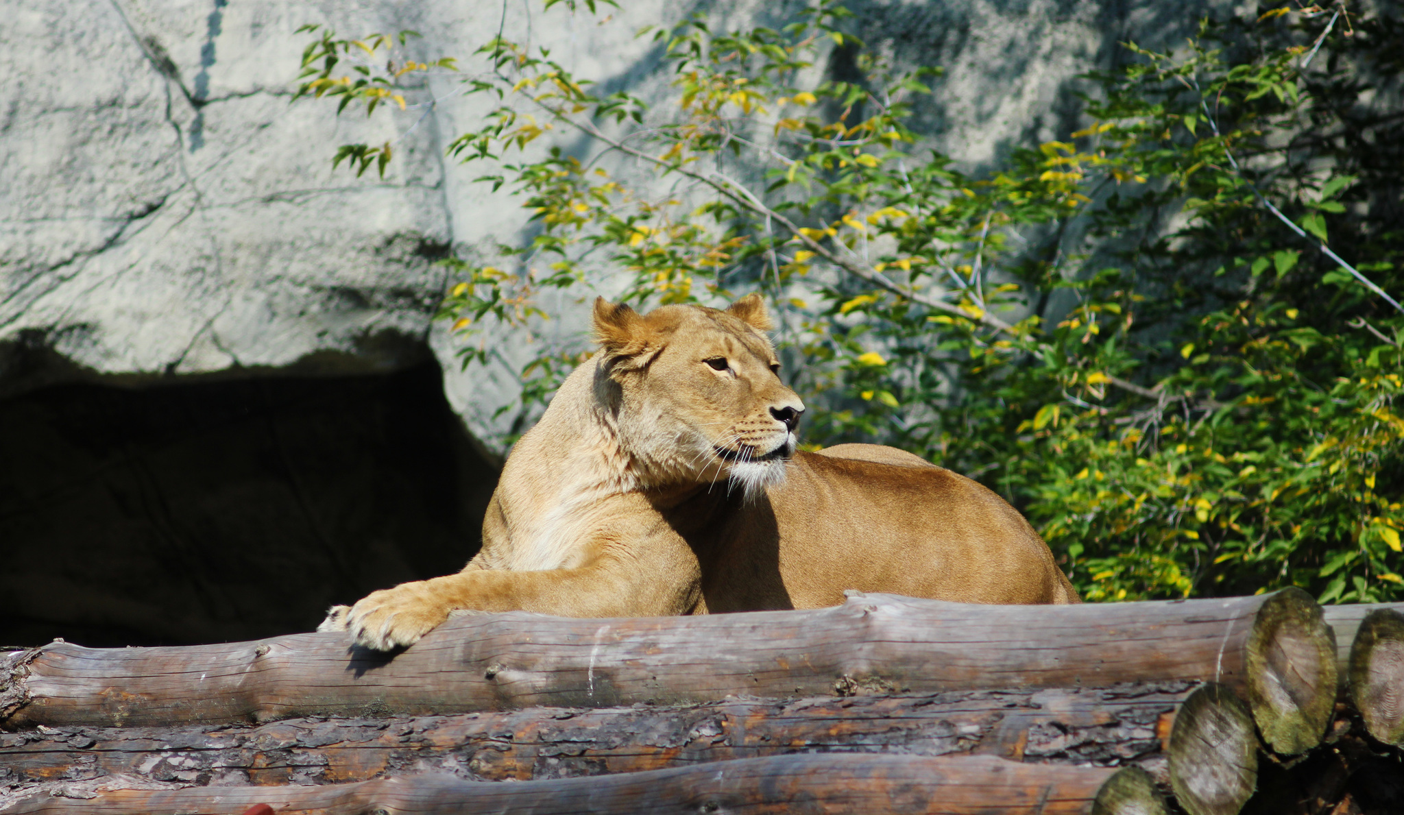 Inhabitants of the Novosibirsk Zoo - My, Animals, Zoo, Novosibirsk Zoo, Amateur photography, Longpost